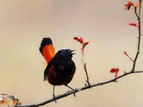 美丽无罪：雀鸟之溪鸲