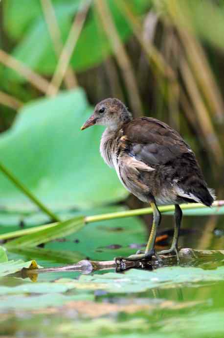 黑水鸡(亚成) 黑水鸡(亚成)