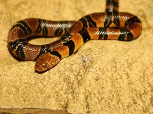 龙:传说的兽原型探秘(眼睛蛇类) 龙:传说的兽原型探秘(眼睛蛇类)