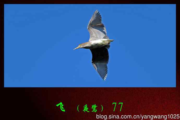 北京动物园的鸟类——飞（夜鹭）77
