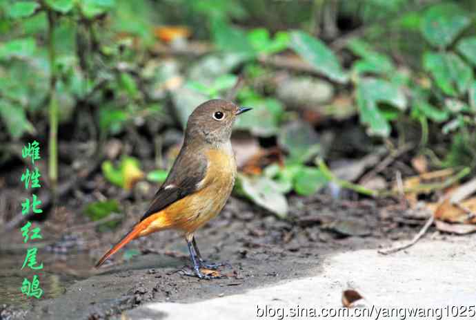 北红尾鸲