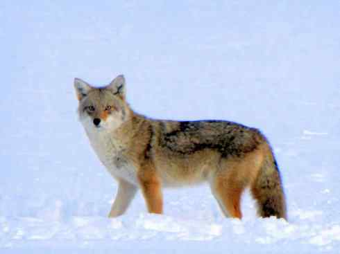 犬科:犬亚科犬属之郊狼、红狼 犬科:犬亚科犬属之郊狼、红狼