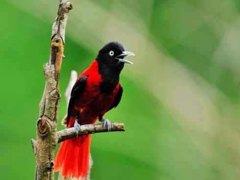 极品红色鸟类:红蜂虎 极品红色鸟类:红蜂虎