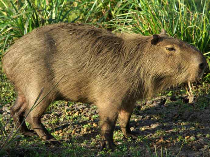 犬科：犬亚科小耳犬属的小耳犬