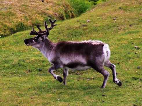 自然奇观：动物大迁徙(北美驯鹿长征)