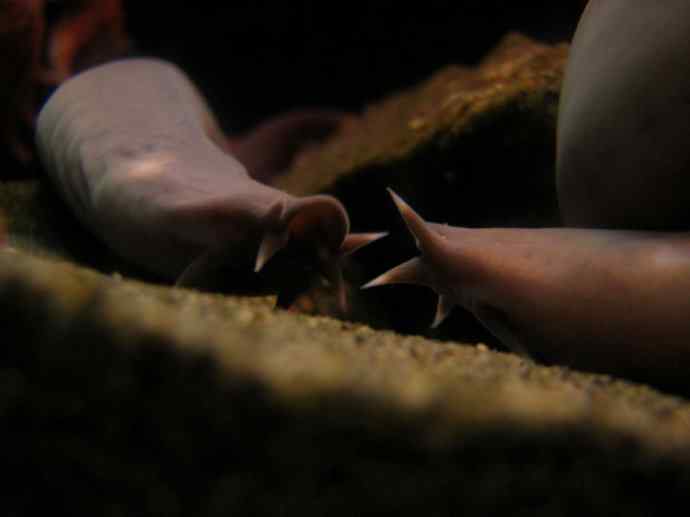 鱼类活化石：盲鳗