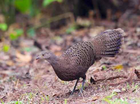 凤凰：传说中的鸟原型探秘（孔雀雉）