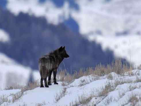 犬科：犬亚科犬属之灰狼