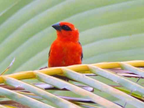 极品红色鸟类:红艳织雀 极品红色鸟类:红艳织雀