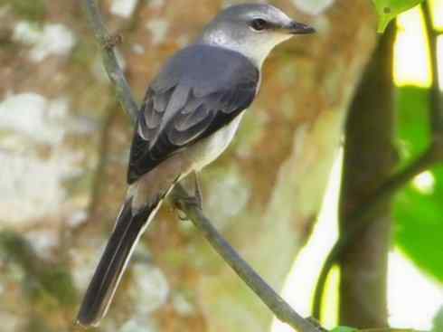 美丽无罪：雀鸟之山椒鸟