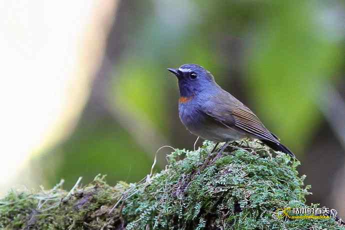 棕颈凤鹛&bull;橙胸【姬】鹟&bull;黑翅雀鹎