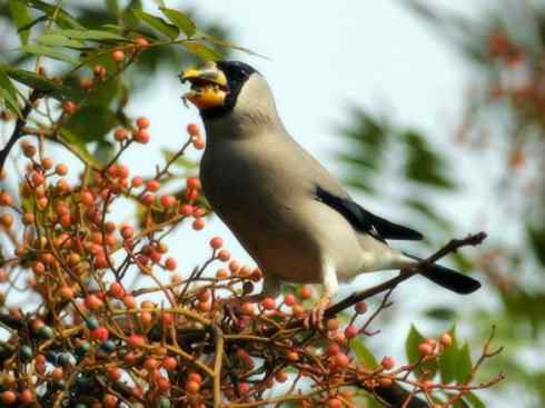 家禽驯化之源之二十二