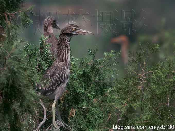 聆听超萌鈥溞∫光澢ㄗ橥迹24张图片）