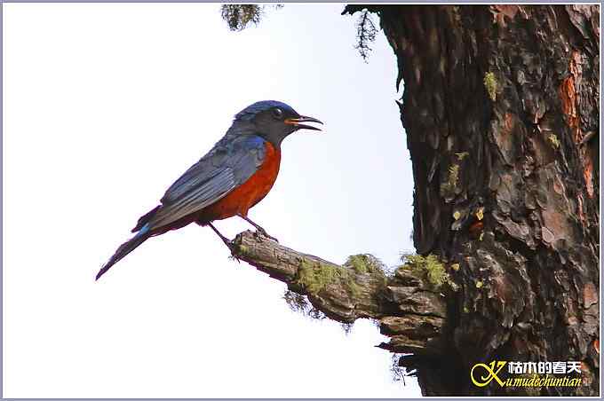 记录高原山鹑&bull;矛纹草鹛&bull;栗腹矶鸫【照片】