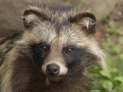 犬科:犬亚科犬属之貉 犬科:犬亚科犬属之貉