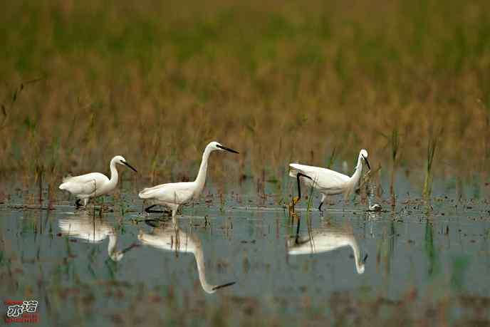 官厅水库 wbr路 wbr白鹭 官厅水库 wbr路 wbr白鹭