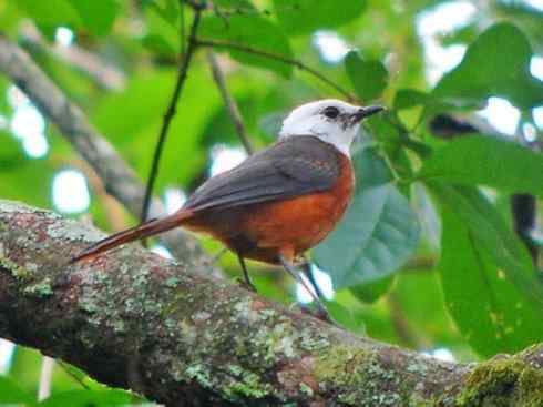 白头鸟系列:另类的美丽（白头歌鵖）