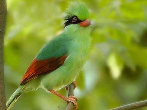 家禽驯化之源之三十一