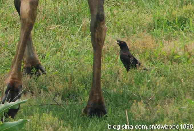 戴胜护驾南海子