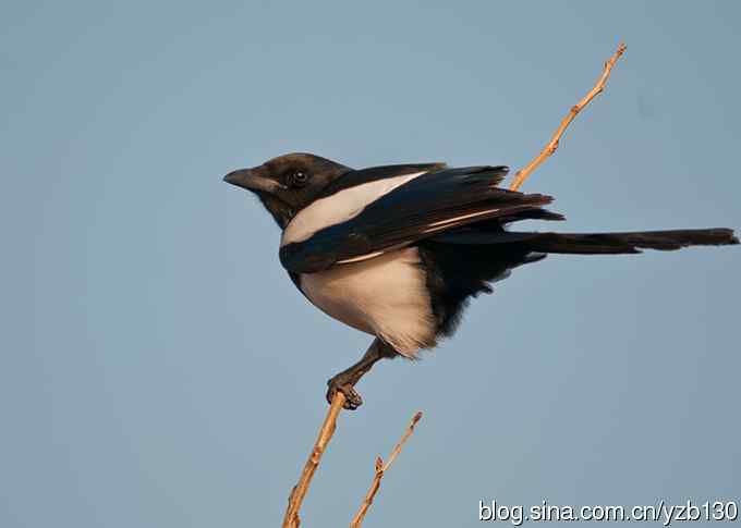 今日野鸭湖鈥斺敶筇於欤ㄗ橥迹20张图片）
