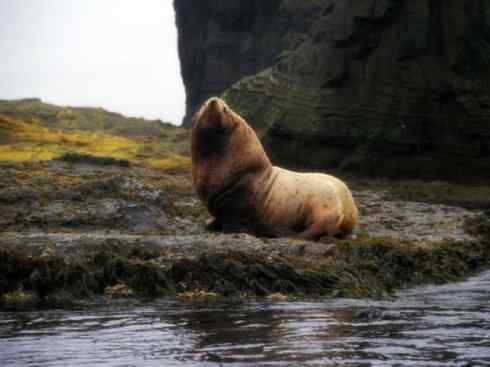 自然奇观：动物大迁徙(鳍足类)