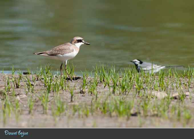 蒙古沙鸻和红喉鹨