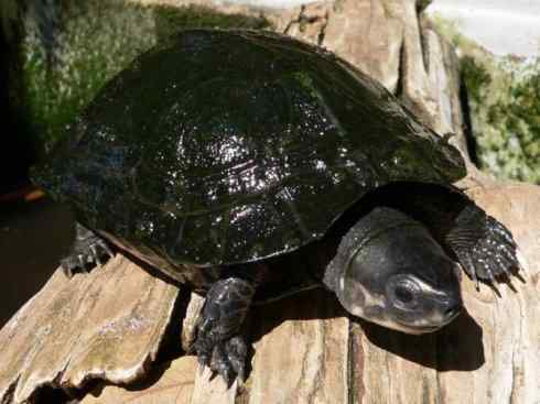 玄武:传说的兽原型探秘(潮龟) 玄武:传说的兽原型探秘(潮龟)