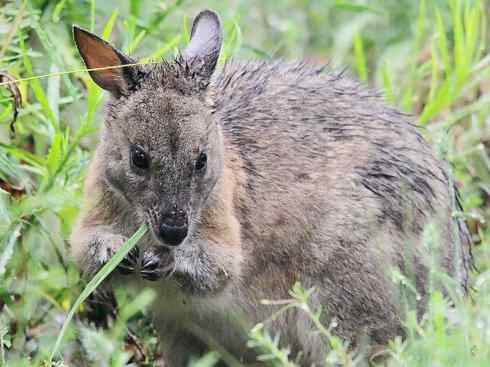 动物世界：山寨还是原创之三