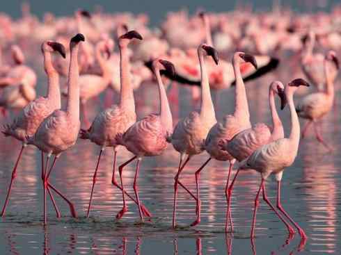 极品红色鸟类:火烈鸟 极品红色鸟类:火烈鸟