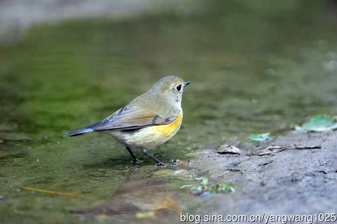 北京天坛公园的鸟类——雌性红胁蓝尾鸲（56）