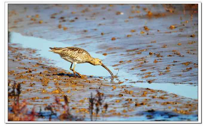 红海滩里的濒危杓鹬