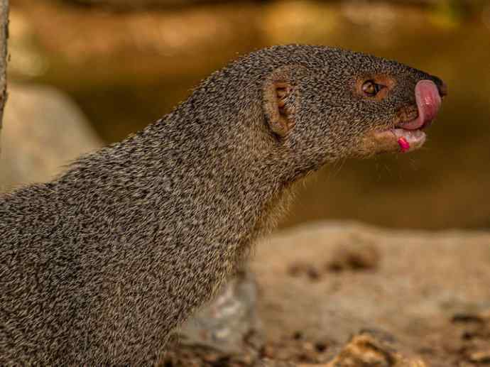 盘点十二大著名食蚁动物:食蚁兽 盘点十二大著名食蚁动物:食蚁兽