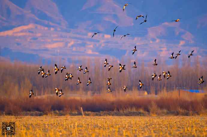 野鸭湖黄昏鸟影