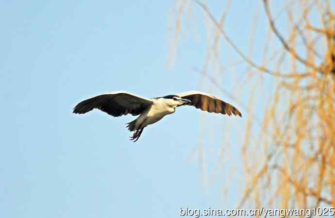 夜鹭（库存片）