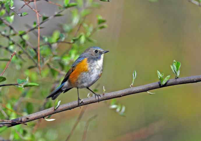 雄性红胁蓝尾鸲(7) 雄性红胁蓝尾鸲(7)