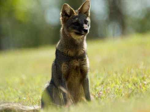 犬科：狐亚科伪狐属之高地狐、河狐、秘鲁狐