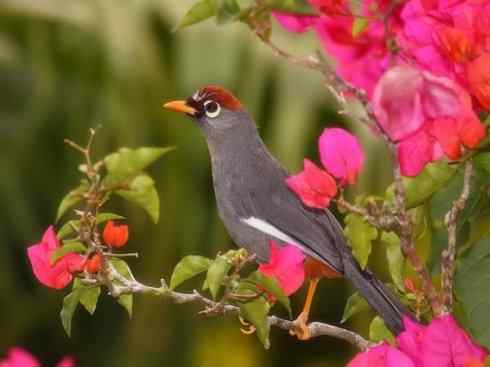 美丽无罪：雀鸟之噪鹛