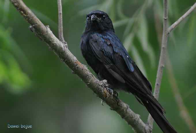 黑卷尾和疑似灰暗鹃鵙（雌）