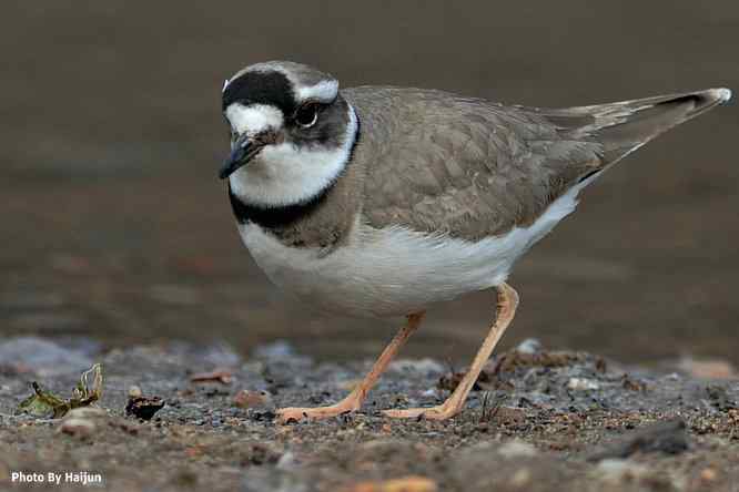 白河湾邂逅长嘴剑鸻