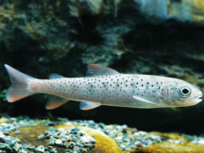 鱼类活化石：虱目鱼