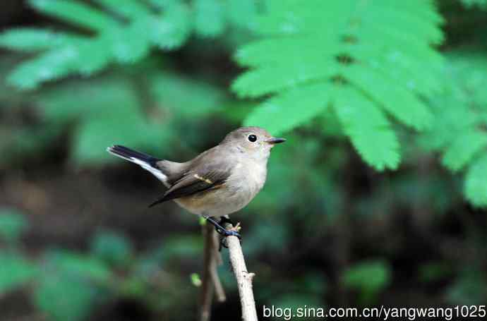 红喉姬鹟(8) 红喉姬鹟(8)