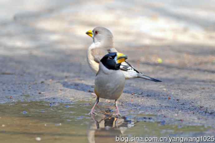 饮水的黑尾蜡嘴雀(1) 饮水的黑尾蜡嘴雀(1)