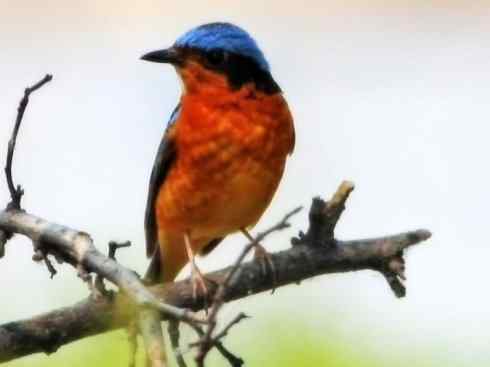 美丽无罪:雀鸟之矶鸫 美丽无罪:雀鸟之矶鸫