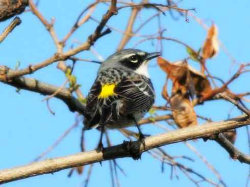 家禽驯化之源之三十一