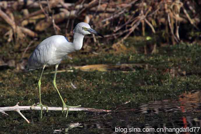 白色的小蓝鹭 wbr(2) 白色的小蓝鹭 wbr(2)