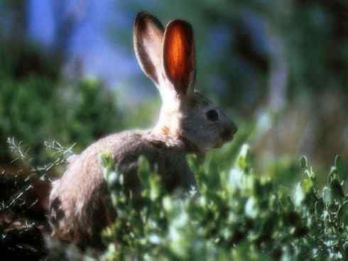 动物世界：山寨还是原创之十四