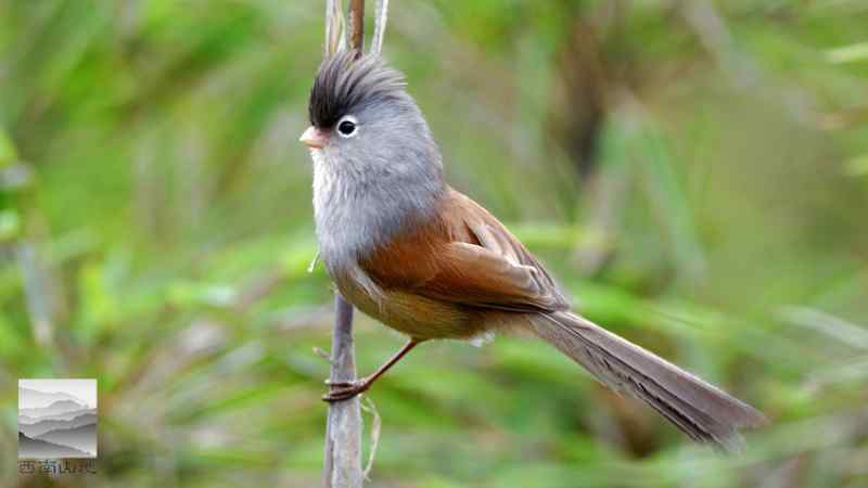 512地震后的暗色鸦雀