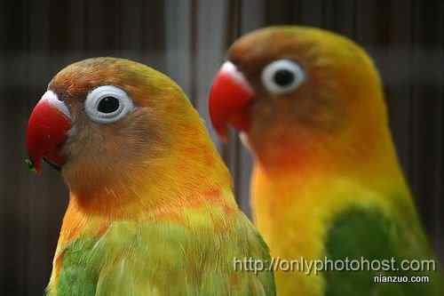 [组图]欣赏动物的眼睛