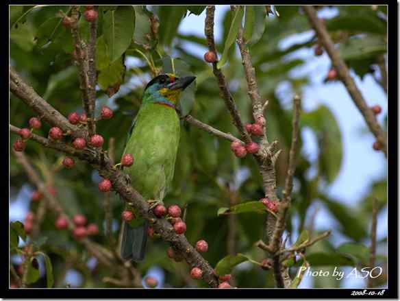 台湾特有鸟类 五色鸟/台湾拟啄木