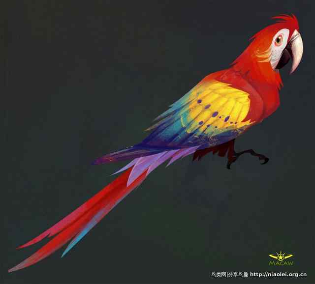 红金刚鹦鹉插画一张Macaw Red